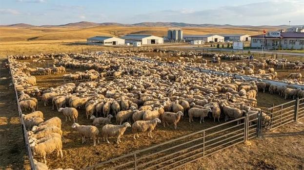 Kilogramı 400 liradan satışa çıkıyor: TİGEM 20 bin kilogram karkas sığır eti satacak