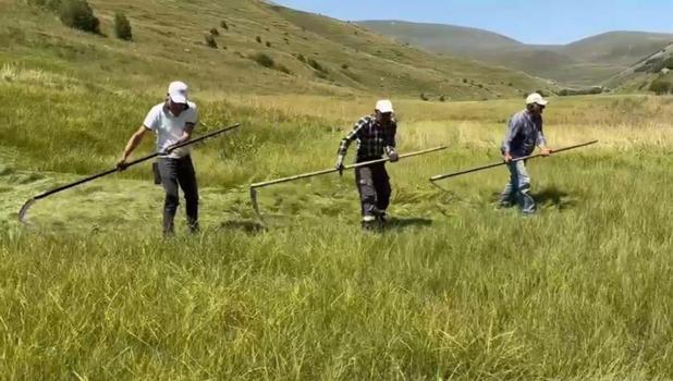 Tarlada iş bir ay geriye kaldı: Çiftçinin belalısı bu yıl da işini yaptı