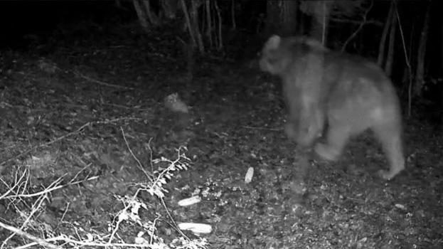 Bolu ormanlarının vahşi yaşamı fotokapanlara yansıdı