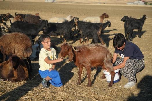 4 ayda 55 madalya kazandı: Köyde Berivan, pistlerde şampiyon oldu
