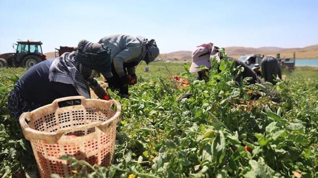 Elazığ'da 7 bin dönümde yetişiyor! Hasat başladı: Amerika, İtalya ve Hollanda sıraya girdi