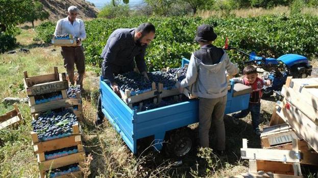 Erzincan'da hasat başladı! Kilosu 150 liradan tezgahlarda: Türkiye'nin dört bir yanına gidiyor