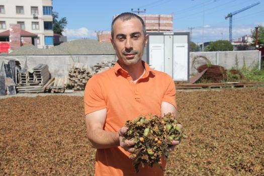 Yüksek kesimlerde hava bozdu, fındıklar sahile taşındı! Üreticiler nöbette