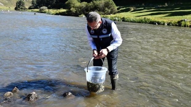 Ardahan'da 2026 balıklandırma sezonu başladı: 300 bin sazan yavrusu Kura Nehri'ne bırakıldı!