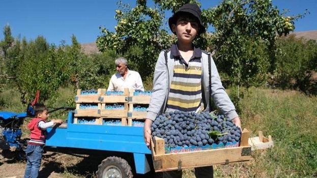 Coğrafi işaretle tescilli Erzincan’ın siyah incisi Cimin üzümünde hasat zamanı! Kilogramı 150 liradan satışa çıkıyor