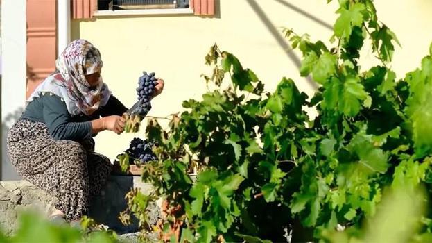 Gençlere taş çıkartan 75 yaşındaki Güldursun teyzenin ilham veren cimin mesaisi