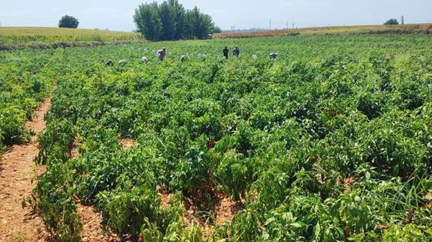 Adana’da pes dedirten olay! Sabah tarlaya gelen çiftçi şaşkına döndü