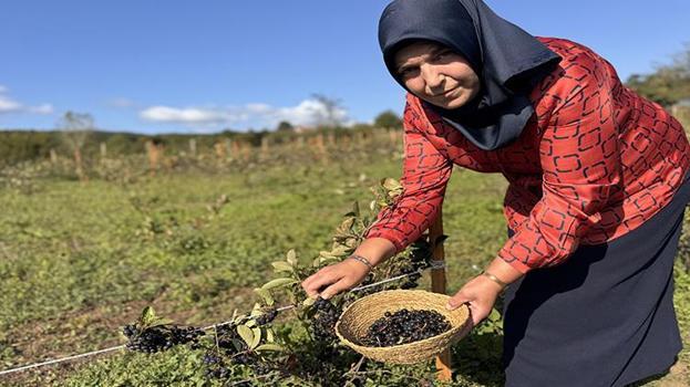 Oğlunun önerisiyle başladı, şimdi kazanç kapısına dönüştü! 1 ton ürün bekliyor