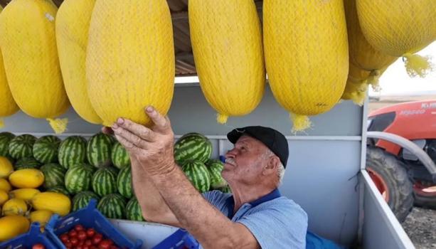 Bekledikçe güzelleşiyor, asıldıkça lezzetleniyor! Bu kavun başka kavun