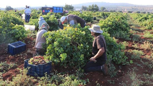 Kilis'in 'horoz karası'nda hasat başladı! Kurutulan üzümler Türkiye'nin her yerine gönderiliyor
