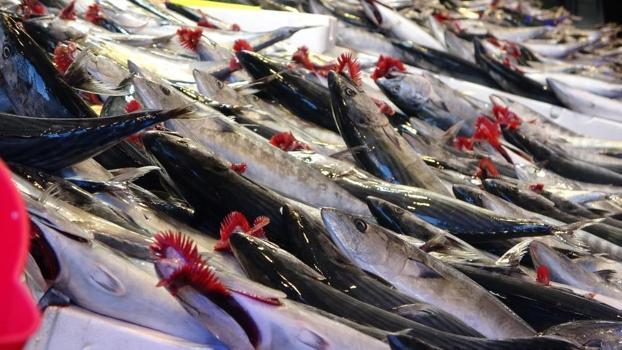 Trabzon'da balıkçılar mola istiyor: Palamuta ara verilsin