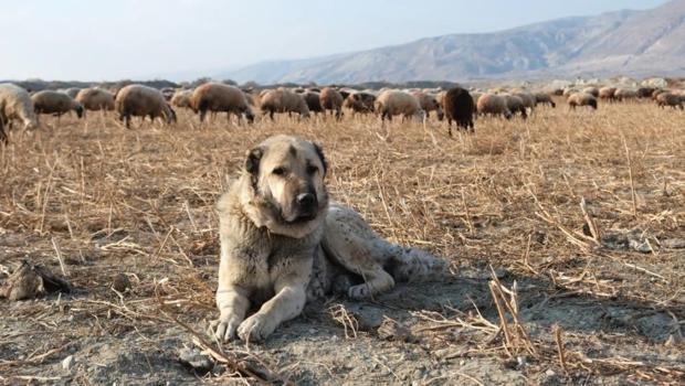 Köpeği fark etti, çoban Erzincan'ın dağlarında gördü: 25 yıldır aynı sahne!