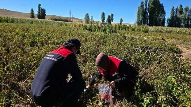 Bayburt'ta hasat öncesi pestisit denetimi: Hasat öncesi numuneler alınarak laboratuvara gönderildi!