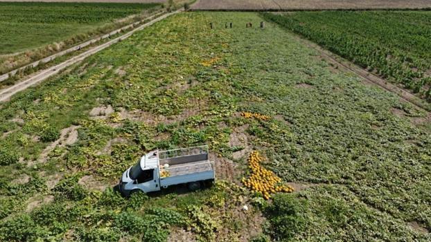 Ektiğine pişman oldu, 80 ton verim aldı! Hatay'da hasat güldürdü