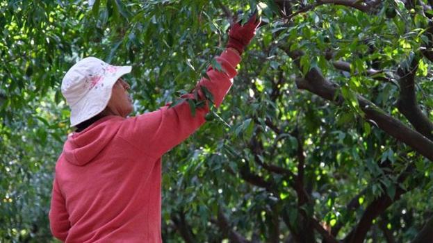 Coğrafi işaretli Yeşil Bodrum Mandalini hasadı devam ediyor