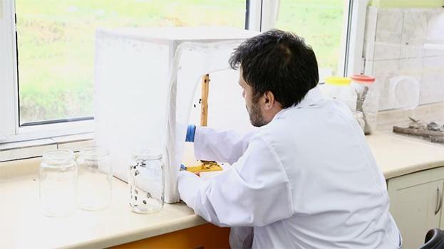 Fındığın baş düşmanına karşı yeni proje: En verimli yöntem laboratuvar ve bahçelerde aranıyor! 'Yumurta halinde mi yoksa ergin birey olarak mı daha etkili?'