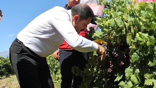 Hatay'da bağ bozumu heyecanı başladı: 50 bin hektar alanda 85 bin ton üzüm rekoltesi hedefleniyor!