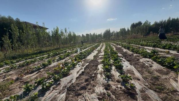 Doğu'da alternatif tarım modeli! Patnos'ta üretici aylar süren emeğin karşılığını aldı