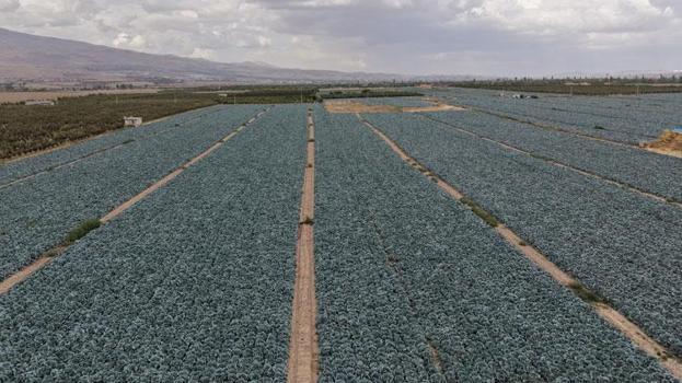 Türkiye ikincisi Niğde'de kuru domates ve lahana hasadı başladı