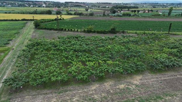 Karadeniz'in incir türlerinin genetiği Bafra'da bahçe oluşturularak koruma altına alındı