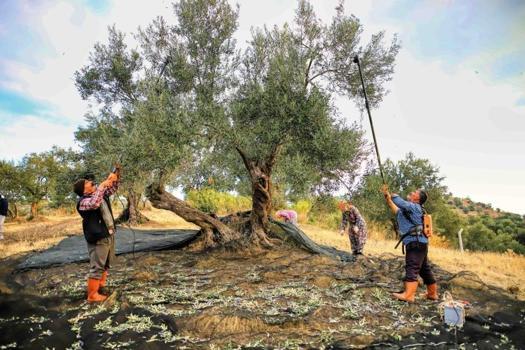 Zeytin hasadı başladı, üreticiye maliyeti belli oldu! Gerçek zeytinyağının fiyatını açıkladı