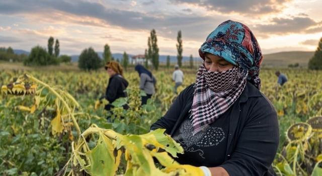 Erzincan'da 20 bin dekarda yüzler güldü: Hasat bir hareketle başladı