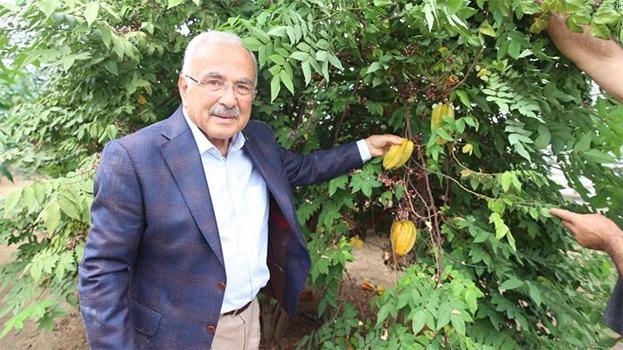 Fındığa rakip geliyor! Karadeniz'de yetişmez dediler, deneme amaçlı dikildi, seralar coştu