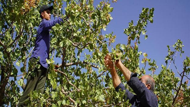 Siirt'te hırsızlık korkusu hasatı öne çektirdi: 'Henüz tam olgunlaşmadı ama gece gündüz nöbet tutuyorduk'