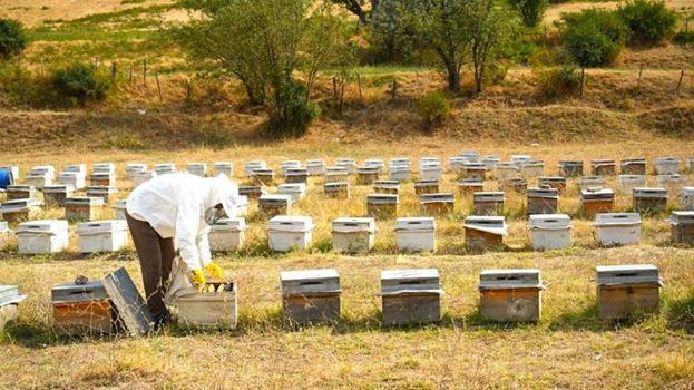 Muş Ovası'nda altın değerinde hasat bitti: 700 ton organik bal çıktı, kentte kış göçü başladı!