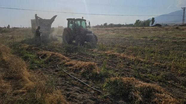 Tarlada kilosu 70 TL! Bitlis'te hasat başladı, üreticinin yüzü güldü