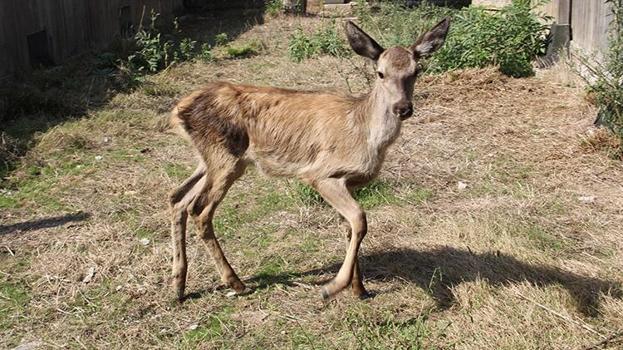 Sinop'ta 2 bini aşkın yaralı hayvan tedavi edildi: Yaban hayatına umut kapısı oldu!