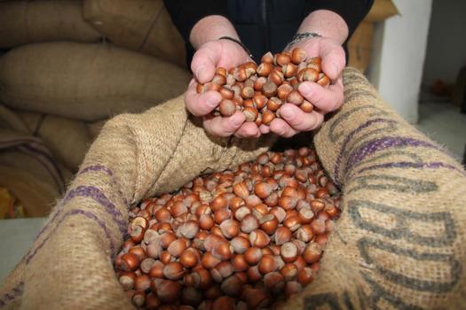 Fındık fiyatları düştü! 185 liraya kadar geriledi