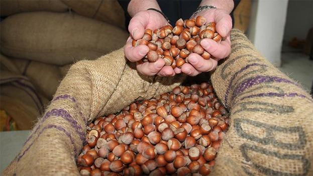 Serbest piyasada hayal kırıklığı: Giresunlu üreticinin rotası TMO