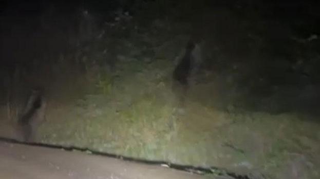 Çiğdem Yaylası yolunda doğanın beklenmedik sürprizi