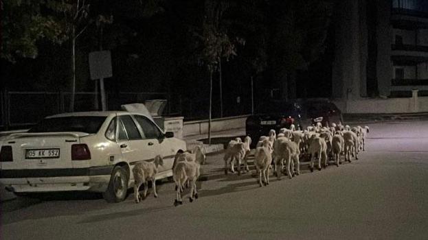 Mahallede 'firari koyun' seferberliği