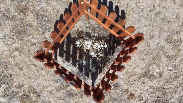 Ayvalık'ta kum zambaklarına özel koruma: Badavut Sahili'nde ahşap kafesli önlem!