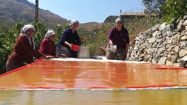 Erzincan Kemaliye'de geleneksel dut hasadı sürüyor: Yöre kadınları imece usulüyle pestil ve pekmez üretimi yapıyor!