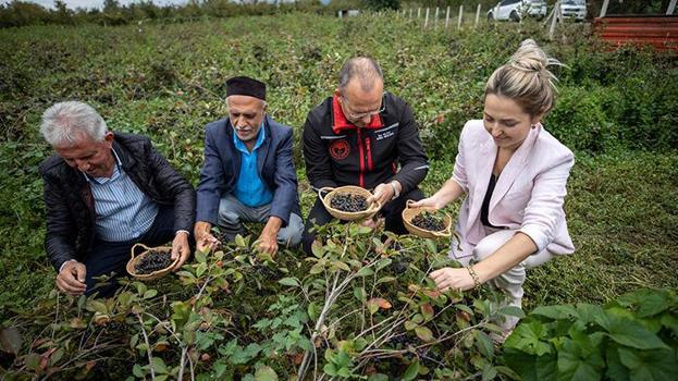 Sakarya'da 'süper meyve'nin değeri organik tarımla katlanıyor: 50 dekarlık alanda hayata geçirildi, bu yıl 40 ton rekolte bekleniyor!