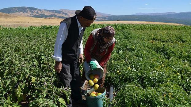 2 Bin 600 rakımlı Kozma Dağı'nda hasat sezonu başladı: 29 yıl sonra topraklarına dönen çiftçiler tarlalarını bereketle donattı!
