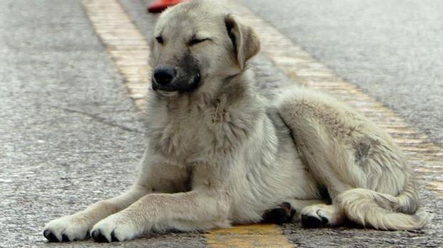 Erzurum’da gündem olacak karar: Beslemek yasaklandı