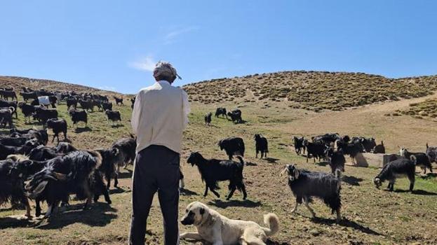 Bursa'daki geçim sıkıntısından kaçıp köyüne döndü: 2 bin 500 rakımda hayatını yeniden kurdu!