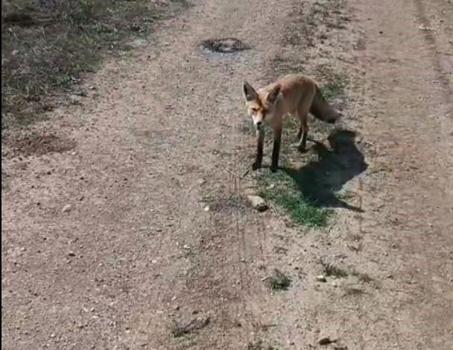 Bayburt'un yeni maskotu tilki: Mazlum ismini verdiler