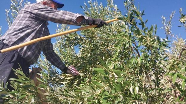 Mersin Mut'ta 13 milyon ağacın bulunduğu bahçelerde hasat başladı: Rekolte yüksek, fiyatlar 10 ile 60 TL arasında değişiyor!