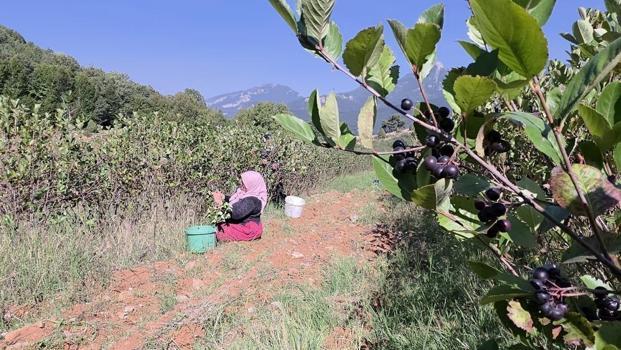 Hatay'ın alternatifi değişti: 5 yıl bekletti ancak kilosu 200 liraya satılıyor