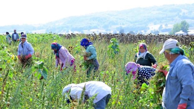 Samsun'da üretici hasada başladı! Alıcı hazır, tarladan kazanca dönüşüyor