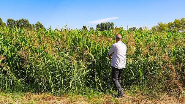 Iğdırlı çitçi maliyeti düşürmek için ekti, dönüm başına 5 ton verim aldı! Mısırdan çok daha az masraflı ve yüksek kârlı