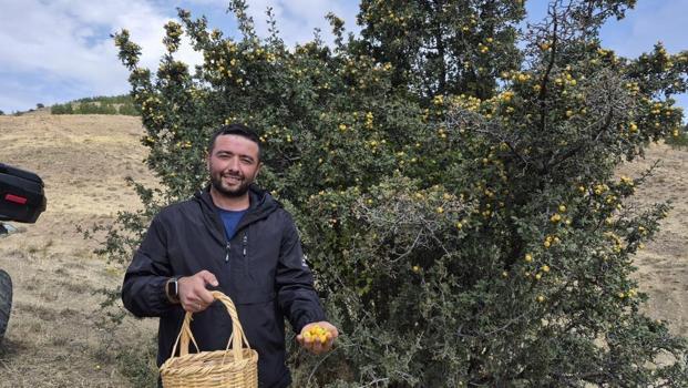 Doğada kendiliğinden yetişiyor faydaları saymakla bitmiyor: Şifa deposu meyve köylülerin gözdesi oldu!