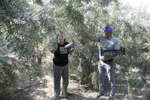 Mersin'de boş kalan tarlalar zeytinlik oldu: Çiftçiye ücretsiz dağıtılan zeytin ağaçlarında hasat zamanı!