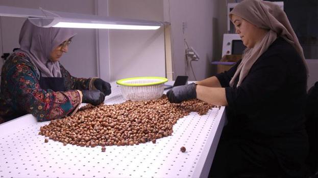 Ordu'da hasat tamamlandı fındık üreticileri ürünlerini işleyerek değerlendiriyor