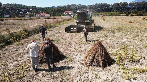 Gökova susamında tarihi ilk! İşçi bulunamayınca tarlaya girdi, 80 kişinin yaptığı işi 1 günde yapıyor!